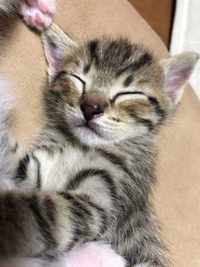 子猫 寝る 腹 ちび太 天使