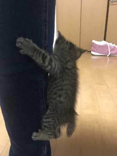 子猫 寝る 腹 ちび太 天使