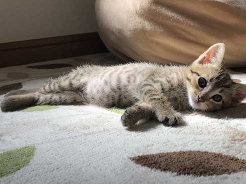 子猫 寝る 腹 ちび太 天使