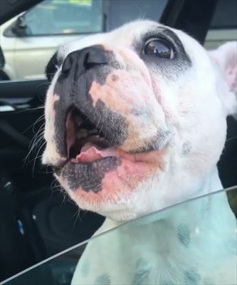 犬