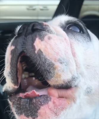 犬