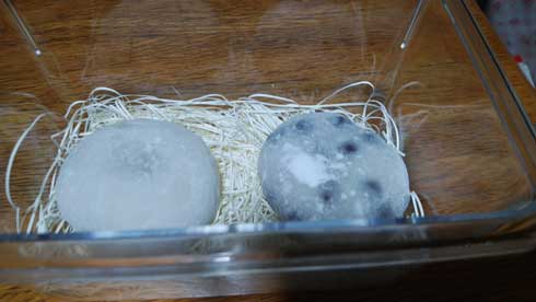 大福 豆大福 飼う ペット ケージ