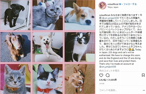 ローラ 保護猫 保護犬 保健所 アニマルシェルター 滝川クリステル ダレノガレ明美 Instagram