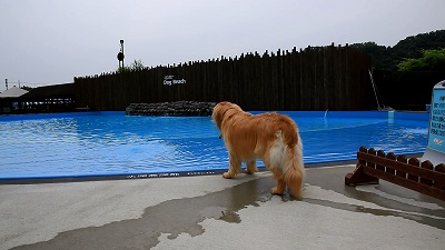 こー君　プール