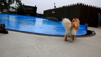 こー君　プール