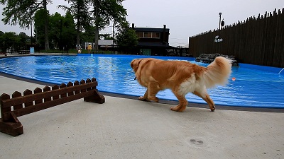 こー君　プール