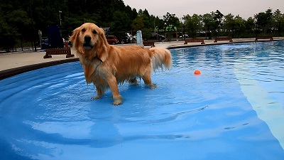 こー君　プール