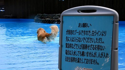 こー君　プール