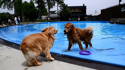 こー君　プール