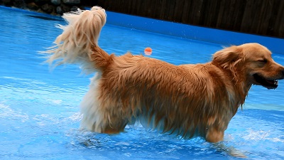 こー君　プール