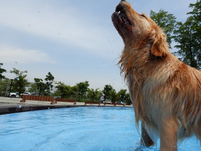 こー君　プール
