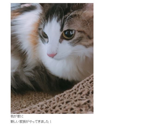 しょこたん」のアイデア 25 件 | しょこたん, 中川, 江頭