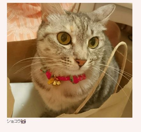 お姫様の風格」「めっちゃ小顔」 中川翔子の新しい家族“ピンク