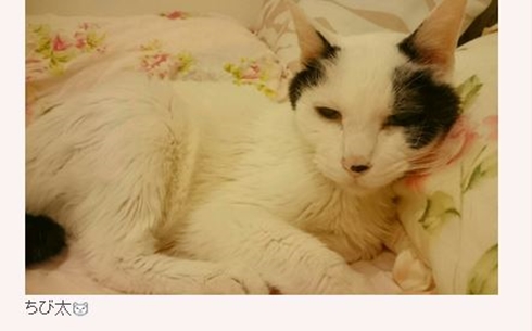 中川翔子 保護猫 マミタス ピンク 中川桂子 ミラクルキャット ちび太 ショコラ