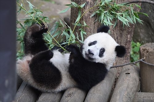 上野動物園シャンシャン