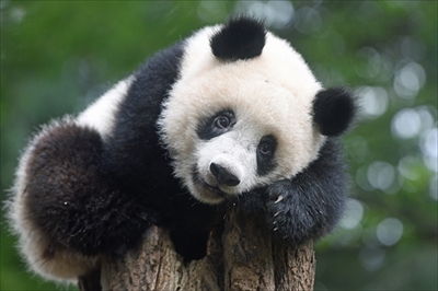 上野動物園シャンシャン