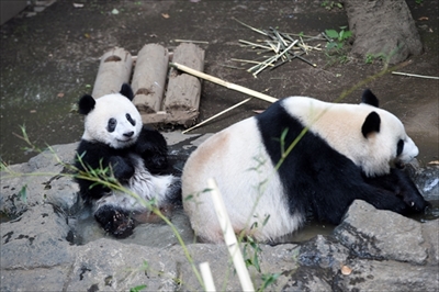 上野動物園シャンシャン