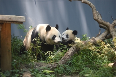上野動物園シャンシャン