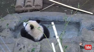 上野動物園シャンシャン