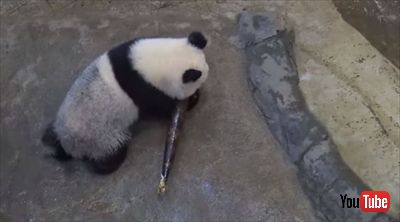 上野動物園シャンシャン