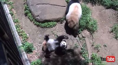 上野動物園シャンシャン