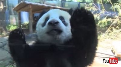 上野動物園シャンシャン