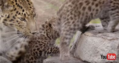 San Diego Zoo