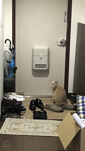 もみくちゃ待ちの猫