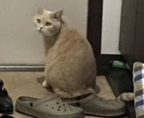 もみくちゃ待ちの猫