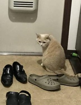 もみくちゃ待ちの猫
