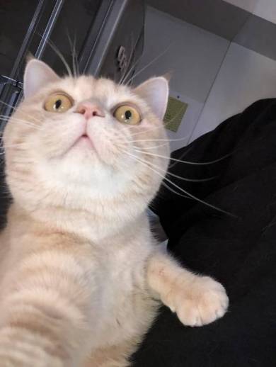 もみくちゃ待ちの猫