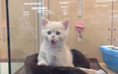 もみくちゃ待ちの猫