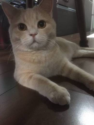 もみくちゃ待ちの猫