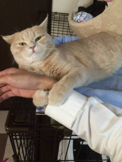 もみくちゃ待ちの猫