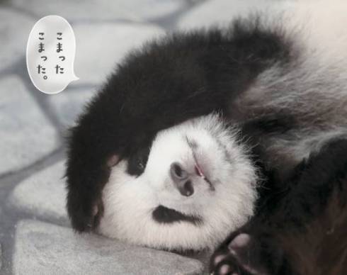 パンダでおぼえる　ことわざ慣用句