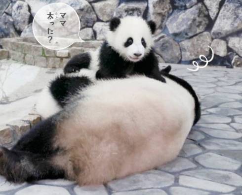 パンダでおぼえる　ことわざ慣用句