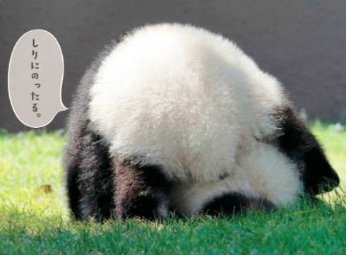 パンダでおぼえる　ことわざ慣用句