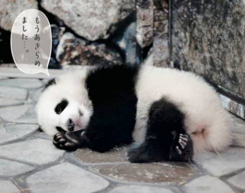 パンダでおぼえる　ことわざ慣用句