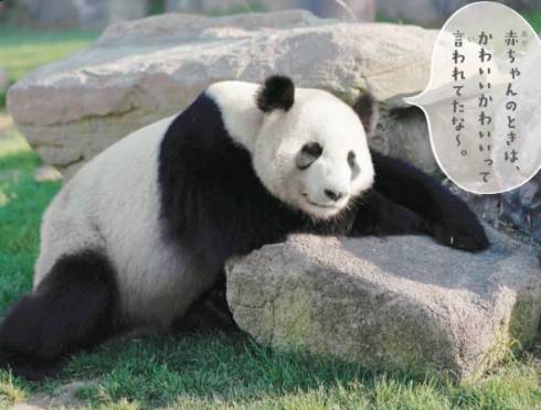 パンダでおぼえる　ことわざ慣用句