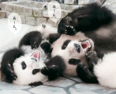 パンダでおぼえる　ことわざ慣用句