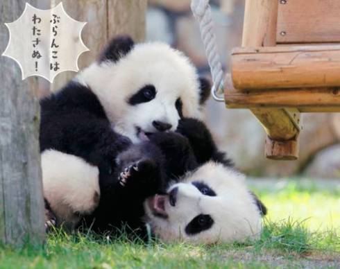 パンダでおぼえる　ことわざ慣用句