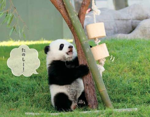 パンダでおぼえる　ことわざ慣用句