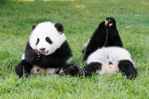 パンダでおぼえる　ことわざ慣用句