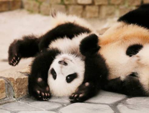 パンダでおぼえる　ことわざ慣用句