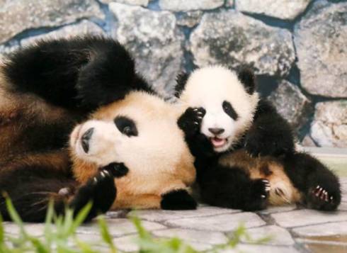 パンダでおぼえる　ことわざ慣用句