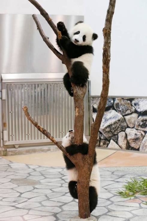 パンダでおぼえる　ことわざ慣用句