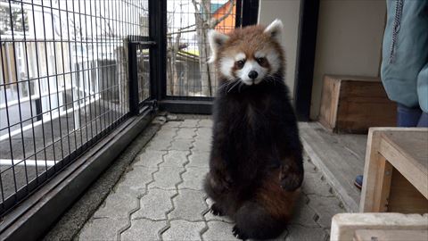 レッサーパンダ