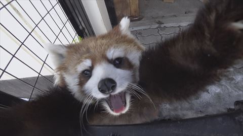 レッサーパンダ