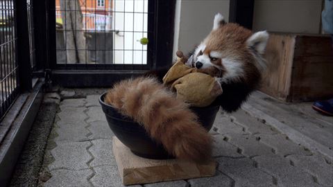 レッサーパンダ