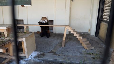 レッサーパンダ